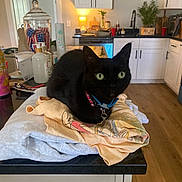 Luna joined the competition — help win amazing prizes! black_cat, cat, green_eyes, clothes, kitchen, counter, lamp, cabinet, wood_floor, houseplant, bottle, jar, towel, domestic, pet, indoor, furniture, collar, relaxed, curious