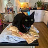 black_cat, cat, green_eyes, clothes, kitchen, counter, lamp, cabinet, wood_floor, houseplant, bottle, jar, towel, domestic, pet, indoor, furniture, collar, relaxed, curious