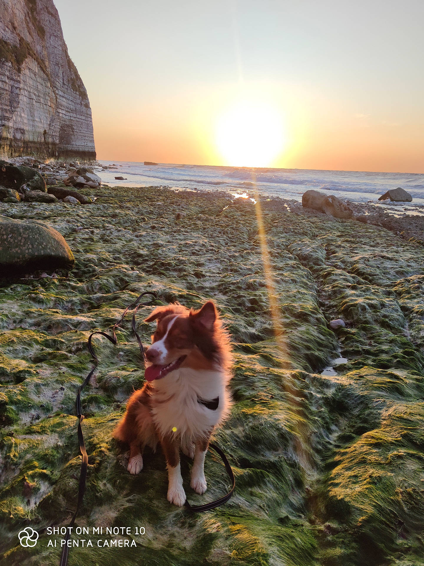 Biggie participe au concours pour gagner de l'argent avec cette photo : animal, canine, collie, dog, field, flare, grass, grassland, light, nature, outdoors, pet, plant, promontory, rock, scenery, sky, sunlight, sunrise, sunset