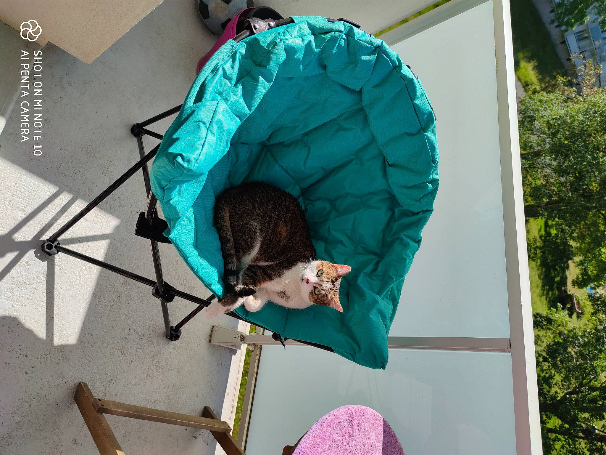 Tigrou participe au concours pour gagner de l'argent avec cette photo : fashion_accessory, organism, plant, tent, tree, umbrella