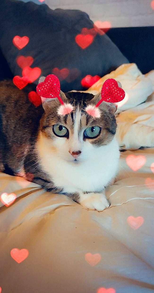 Tigrou a rejoint le concours — aidez-le/la à gagner de superbes lots ! aegean_cat, american_curl, american_wirehair, carnivore, cat, domestic_short_haired_cat, ear, european_shorthair, eye, felidae, fur, kitten, munchkin, norwegian_forest_cat, small_to_medium_sized_cats, tabby_cat, whiskers