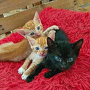 Inséparable Et Black participe au concours pour gagner de l'argent avec cette photo : abyssinian, angora, animal, blackcat, blanket, cat, cushion, den, egyptiancat, hardwood, homedecor, indoors, kitten, manx, pet, quilt, rug, siamese, stainedwood, wood