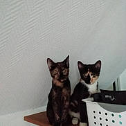 Meho Et Myhia a rejoint le concours — aidez-le/la à gagner de superbes lots ! abyssinian, animal, architecture, basket, blackcat, building, cat, desk, furniture, indoors, interiordesign, kitten, manx, pet, plant, shelf, siamese, table, wall, wood