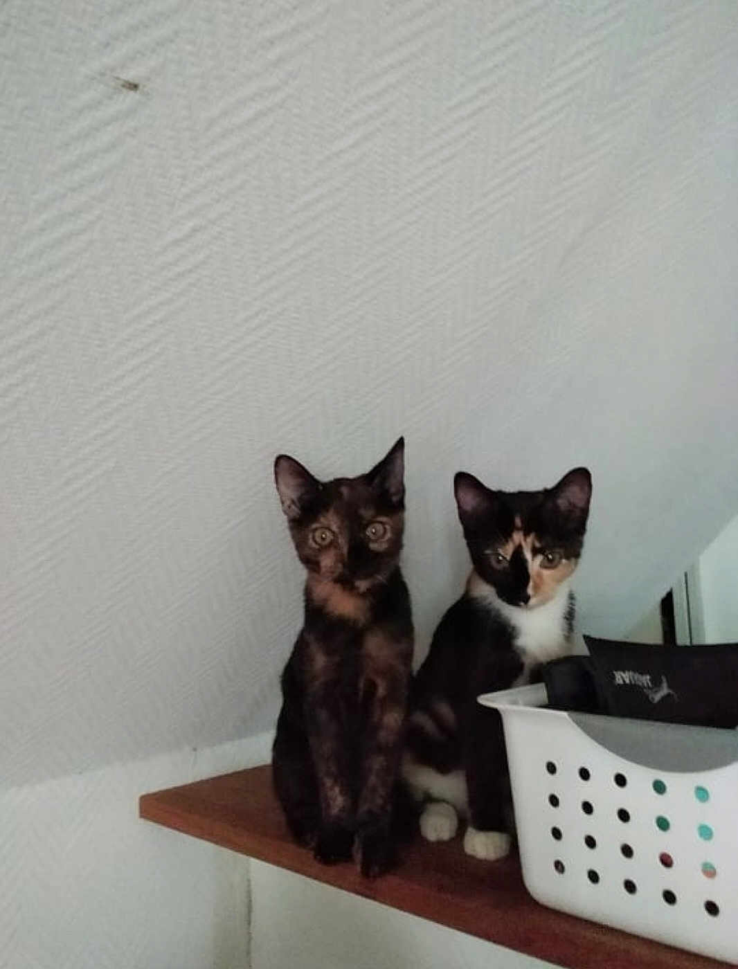 Meho Et Myhia