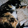 Myhia participe au concours pour gagner de l'argent avec cette photo : cat, calico_cat, feline, pet, fur, white_paw, orange_fur, black_fur, relaxed, lying_down, indoor, cozy, soft_texture, rug, home, animal, mammal, whiskers, sleepy, resting