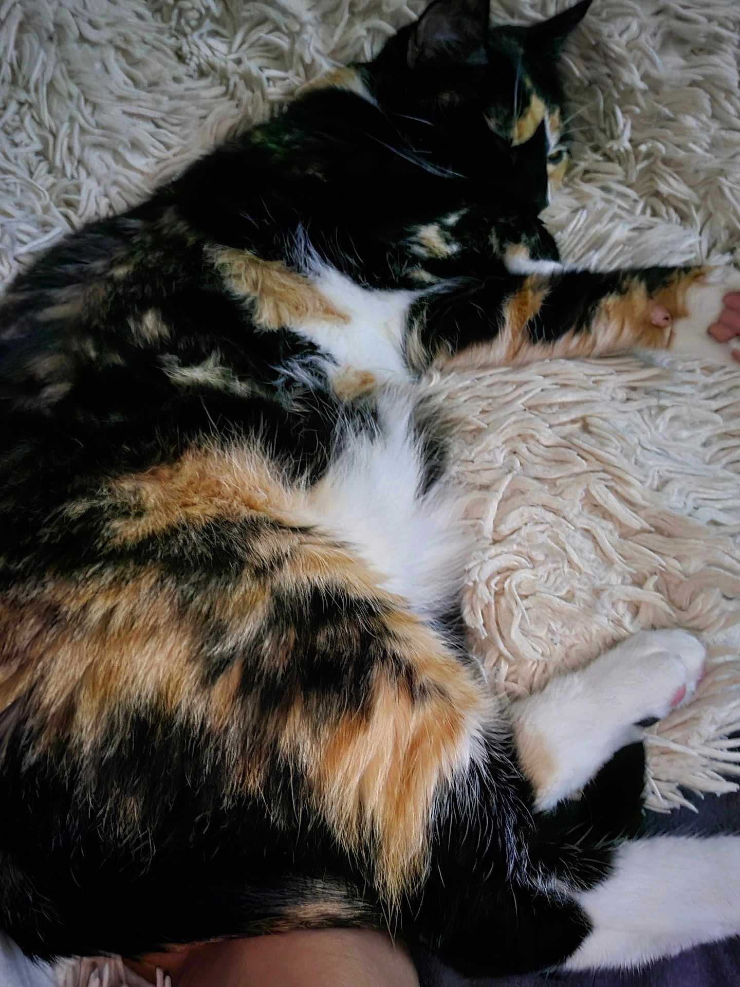 Myhia participe au concours pour gagner de l'argent avec cette photo : cat, calico_cat, feline, pet, fur, white_paw, orange_fur, black_fur, relaxed, lying_down, indoor, cozy, soft_texture, rug, home, animal, mammal, whiskers, sleepy, resting