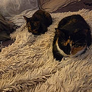 Myhia a rejoint le concours — aidez-le/la à gagner de superbes lots ! cat, cats, blanket, furry_blanket, indoor, pet, animal, resting, cozy, fur, calico_cat, tortoiseshell_cat, domestic, comfort, home, relaxation, two_animals, bedroom, soft_texture, sleepy