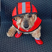 Charly participe au concours pour gagner de l'argent avec cette photo : dog, raincoat, red, booties, pet_clothing, wicker_chair, cute, one_eye_closed, furry, small_dog, outdoor_furniture, sitting, animal, portrait, pet, fur, paw_protection, canine, cozy, weather_protection