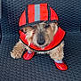 dog, raincoat, red, booties, pet_clothing, wicker_chair, cute, one_eye_closed, furry, small_dog, outdoor_furniture, sitting, animal, portrait, pet, fur, paw_protection, canine, cozy, weather_protection