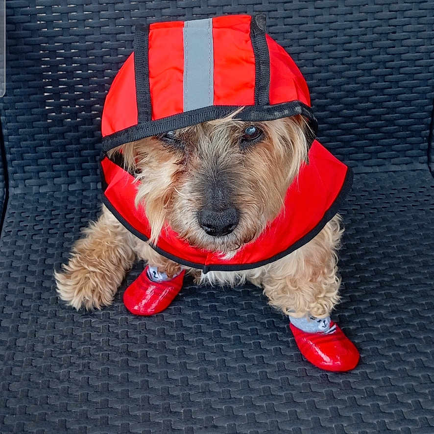 Charly participe au concours pour gagner de l'argent avec cette photo : animal, booties, canine, cozy, cute, dog, fur, furry, one_eye_closed, outdoor_furniture, paw_protection, pet, pet_clothing, portrait, raincoat, red, sitting, small_dog, weather_protection, wicker_chair
