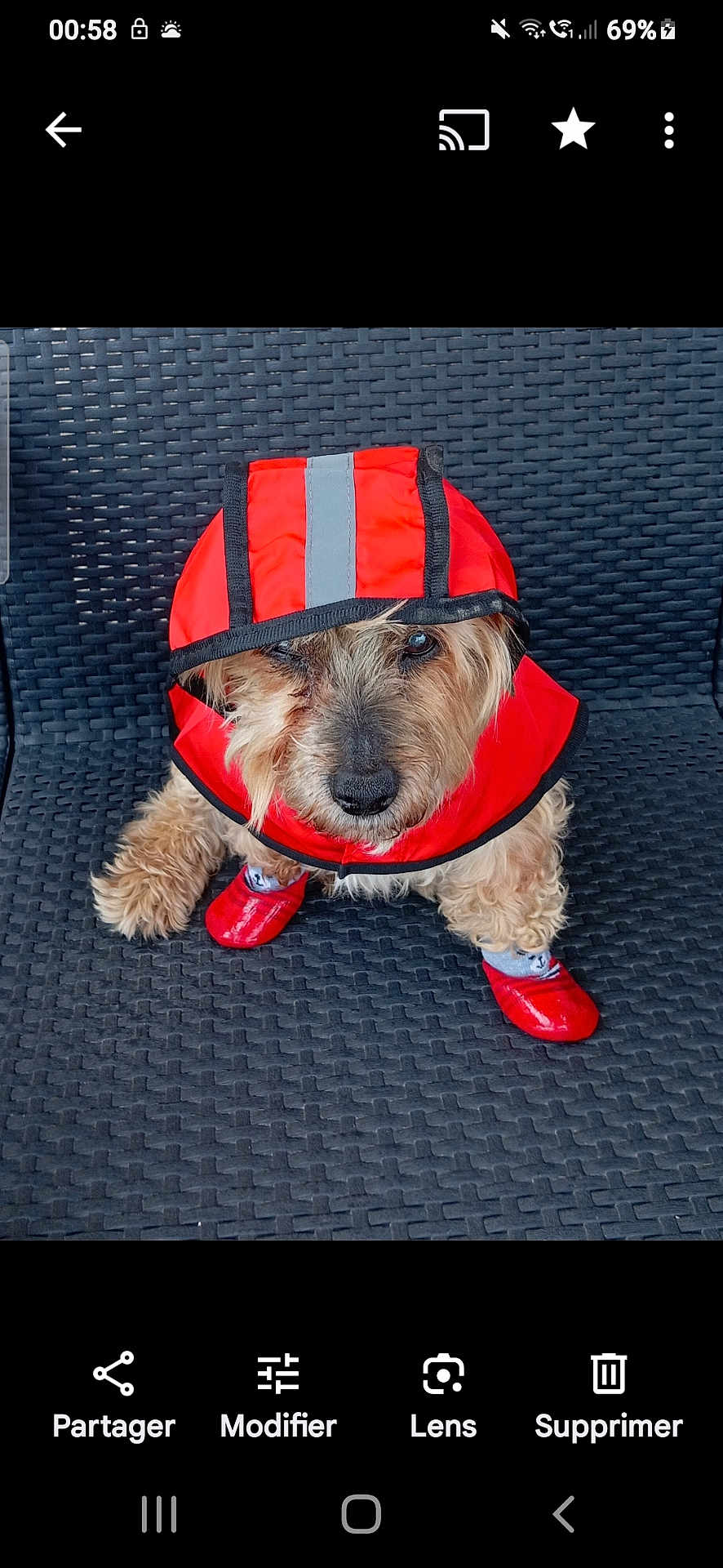 Charly participe au concours pour gagner de l'argent avec cette photo : dog, raincoat, red, booties, pet_clothing, wicker_chair, cute, one_eye_closed, furry, small_dog, outdoor_furniture, sitting, animal, portrait, pet, fur, paw_protection, canine, cozy, weather_protection