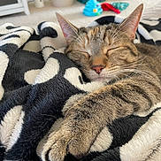 Winnie joined the competition — help win amazing prizes! cat, tabby, sleeping, paw, blanket, cozy, indoor, pet, fur, relaxed, closeup, resting, whiskers, soft, comfort, animal, mammal, home, cute, domestic
