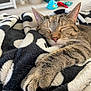 cat, tabby, sleeping, paw, blanket, cozy, indoor, pet, fur, relaxed, closeup, resting, whiskers, soft, comfort, animal, mammal, home, cute, domestic