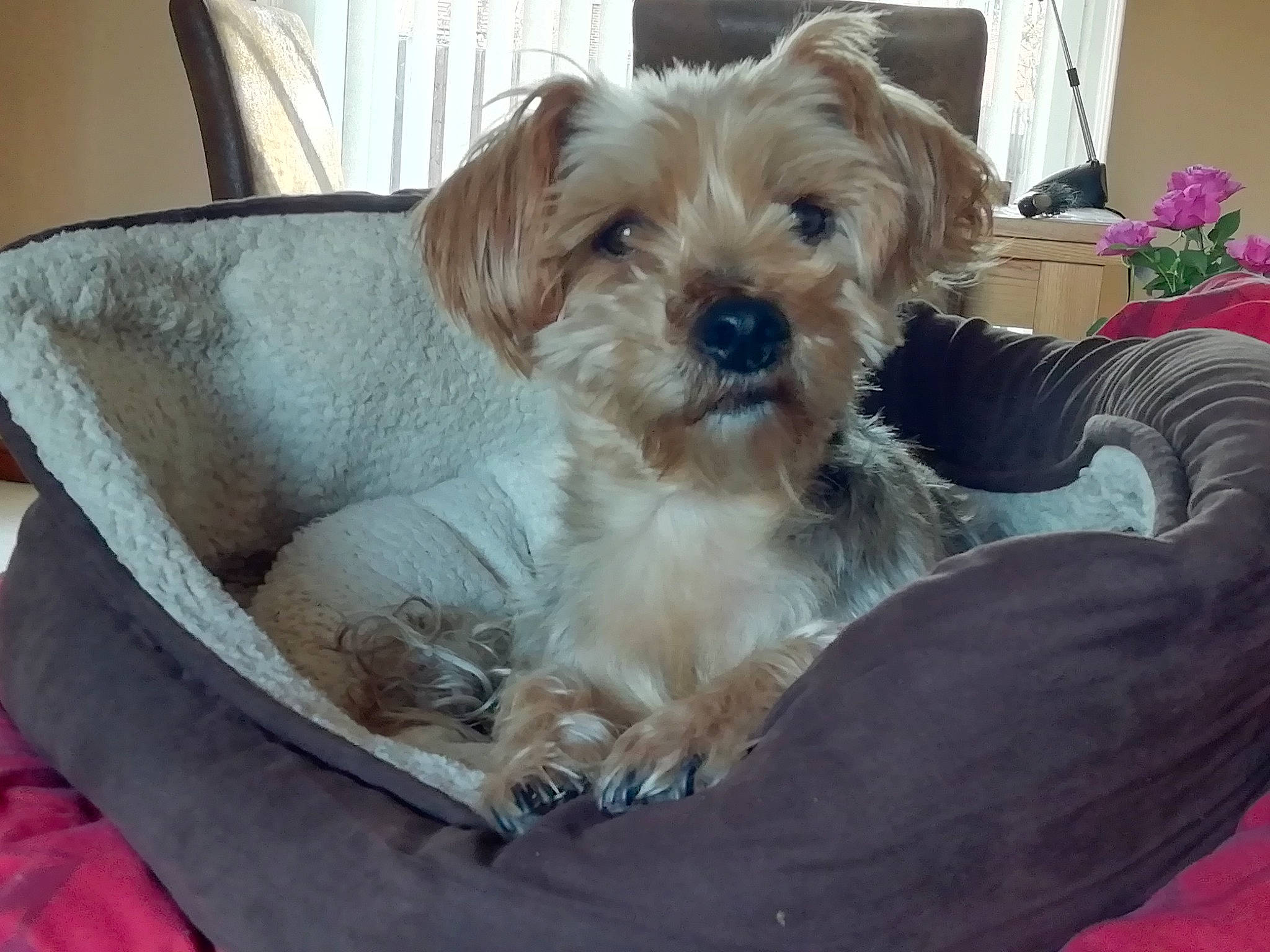 Hollie is registered to the contest to win money with this photo: carnivore, chair, comfort, companion_dog, dog, dog_breed, dog_supply, fawn, flower, liver, plant, puppy_love, small_terrier, snout, sporting_group, terrier, toy, toy_dog, working_animal, yorkipoo