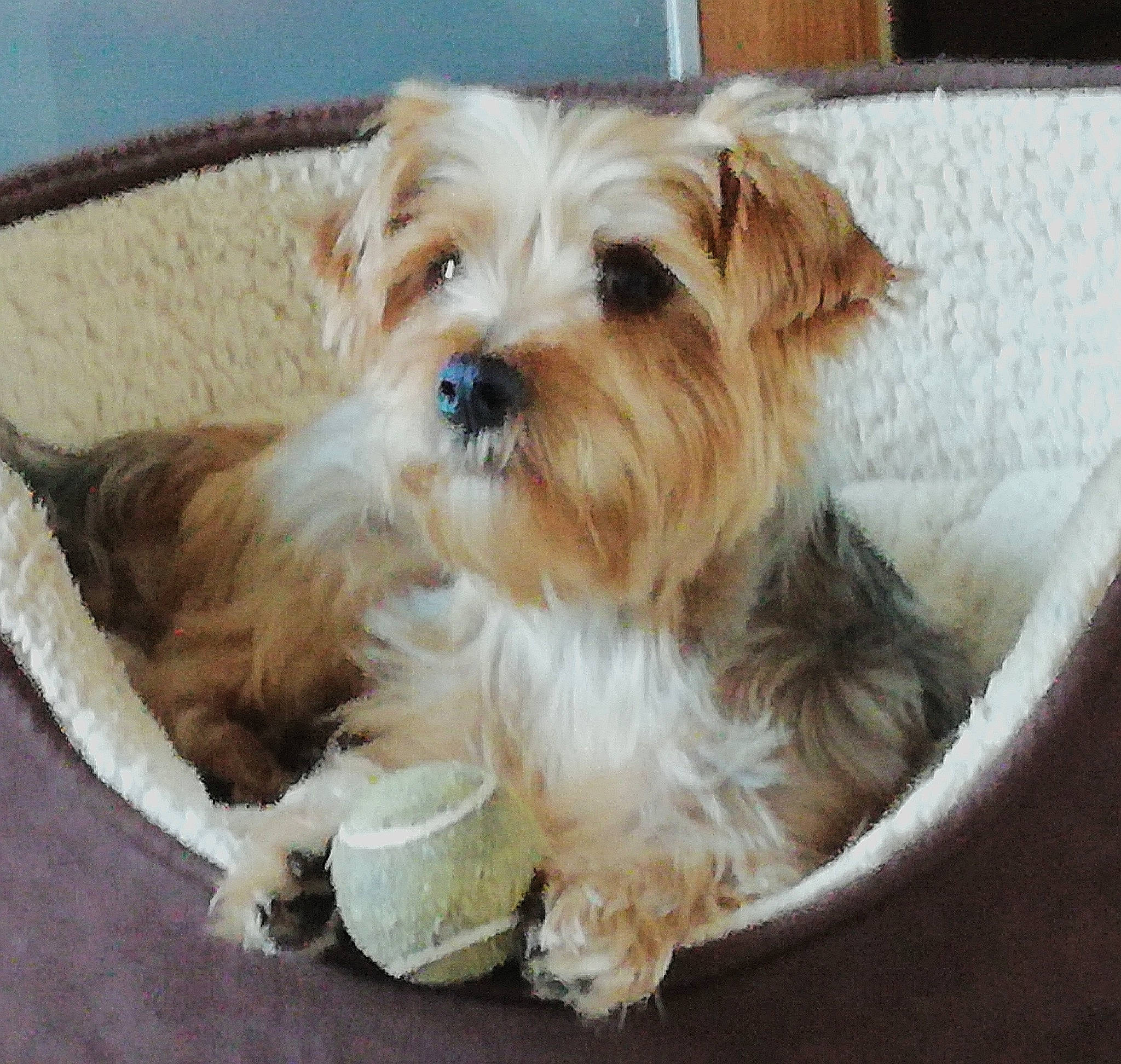 Hollie is registered to the contest to win money with this photo: biewer_terrier, canidae, carnivore, companion_dog, dog, dog_breed, dog_supply, fur, liver, maltepoo, puppy, small_terrier, snout, sporting_group, terrier, toy, toy_dog, working_animal, yorkipoo