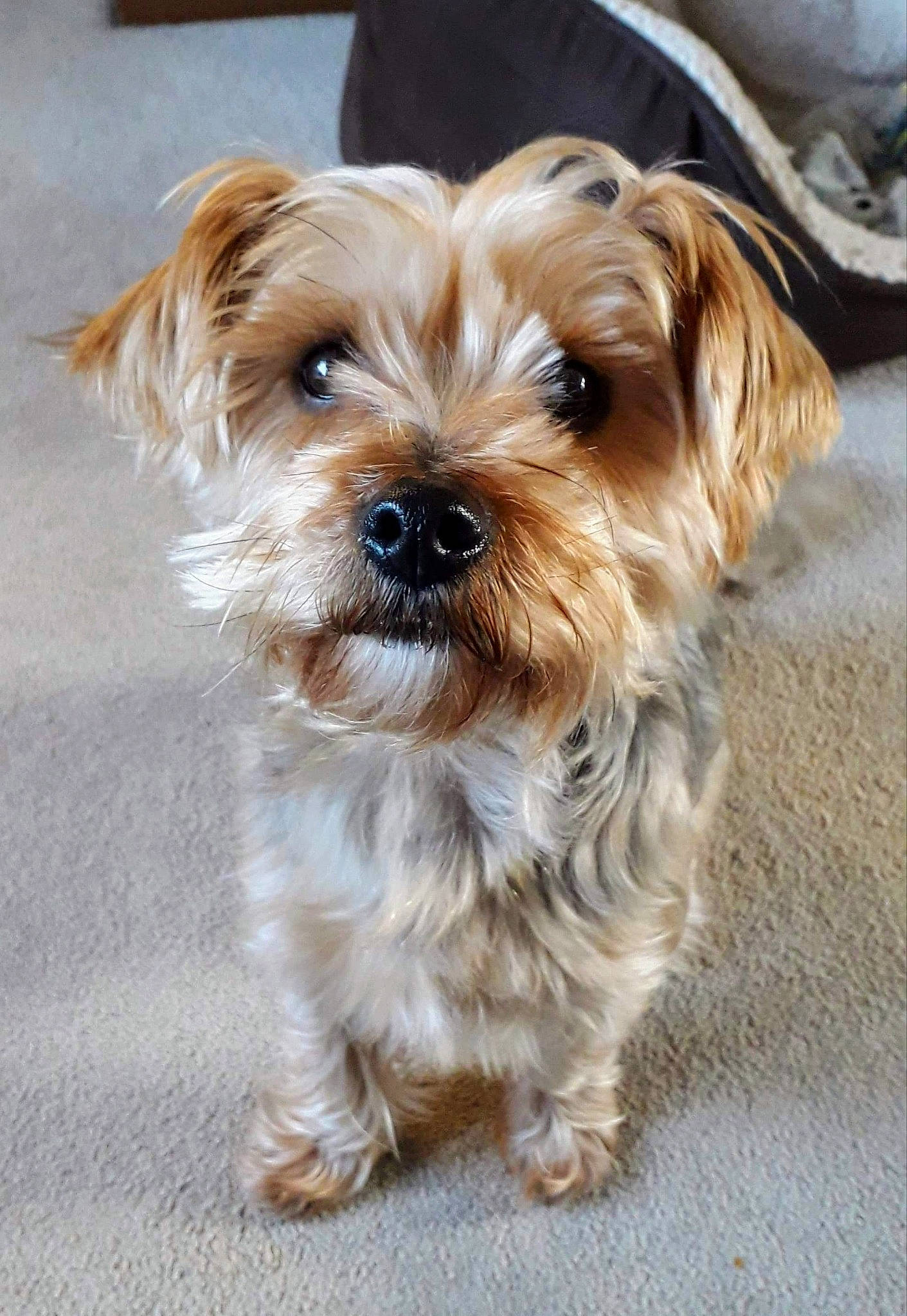 Hollie joined the competition — help win amazing prizes! biewer_terrier, canidae, carnivore, companion_dog, dog, dog_breed, firefighter, fur, liver, maltepoo, shih_poo, small_terrier, snout, sporting_group, terrier, toy_dog, water_dog, whiskers, working_animal, yorkipoo