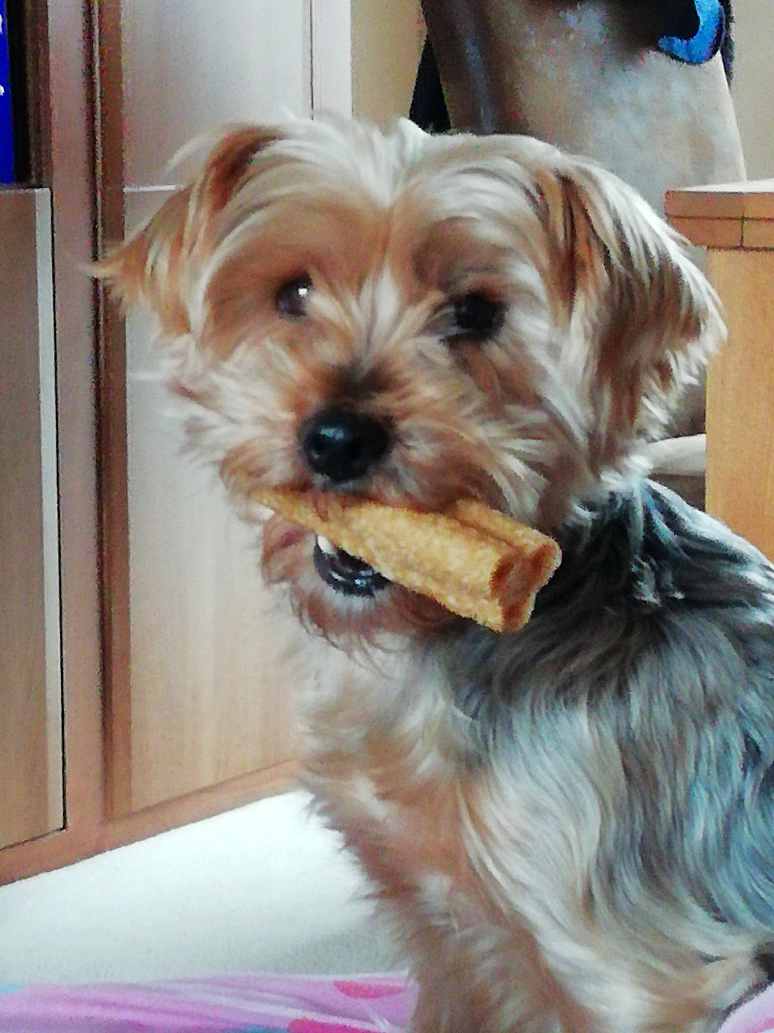 Hollie is registered to the contest to win money with this photo: biewer_terrier, canidae, carnivore, companion_dog, dog, dog_breed, dog_supply, firefighter, fur, liver, maltepoo, shelf, small_terrier, snout, sporting_group, terrier, toy_dog, water_dog, working_animal, yorkipoo