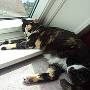 Midoki a rejoint le concours — aidez-le/la à gagner de superbes lots ! animal, calico_cat, carpet, cat, cozy, daylight, fur, home, indoor, outdoor_view, paw, pet, quiet, resting, roof, sleeping, sunlight, tail, window, windowsill