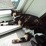 animal, calico_cat, carpet, cat, cozy, daylight, fur, home, indoor, outdoor_view, paw, pet, quiet, resting, roof, sleeping, sunlight, tail, window, windowsill