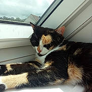 Midoki participe au concours pour gagner de l'argent avec cette photo : cat, calico, sleeping, windowsill, window, sunlight, indoor, pet, animal, fur, relaxing, resting, closeup, house, daytime, nature, quiet, cozy, whiskers, ears