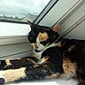 cat, calico, sleeping, windowsill, window, sunlight, indoor, pet, animal, fur, relaxing, resting, closeup, house, daytime, nature, quiet, cozy, whiskers, ears