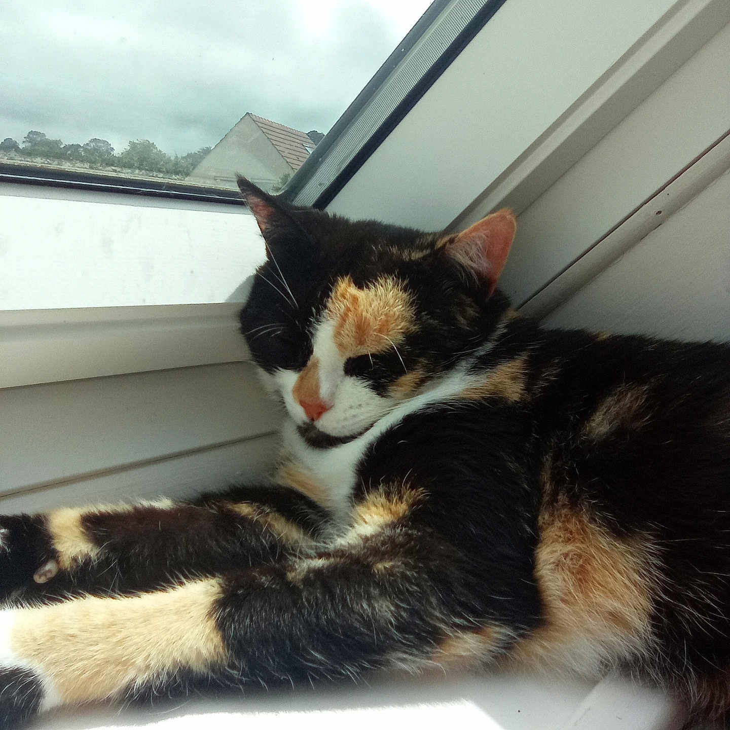 Midoki participe au concours pour gagner de l'argent avec cette photo : cat, calico, sleeping, windowsill, window, sunlight, indoor, pet, animal, fur, relaxing, resting, closeup, house, daytime, nature, quiet, cozy, whiskers, ears
