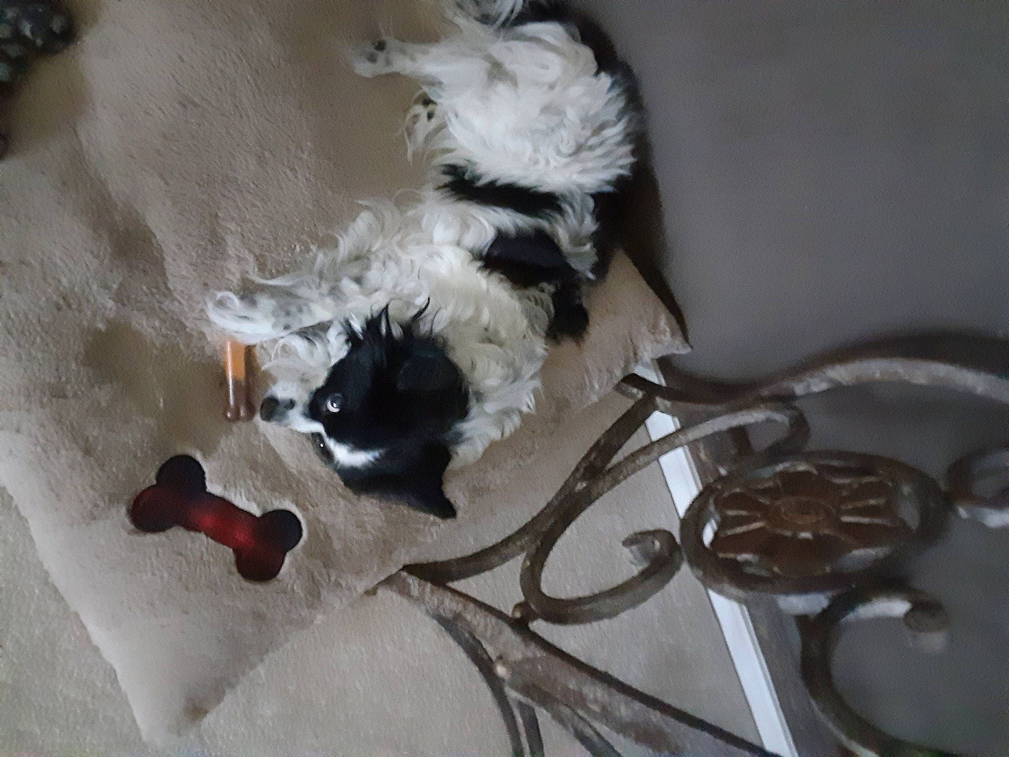 Lucky is registered to the contest to win money with this photo: carnivore, cat, claw, comfort, companion_dog, dog_breed, electrical_wiring, fawn, felidae, flooring, foot, fur, hardwood, paw, small_to_medium_sized_cats, sporting_group, tail, vertebrate, whiskers, wire