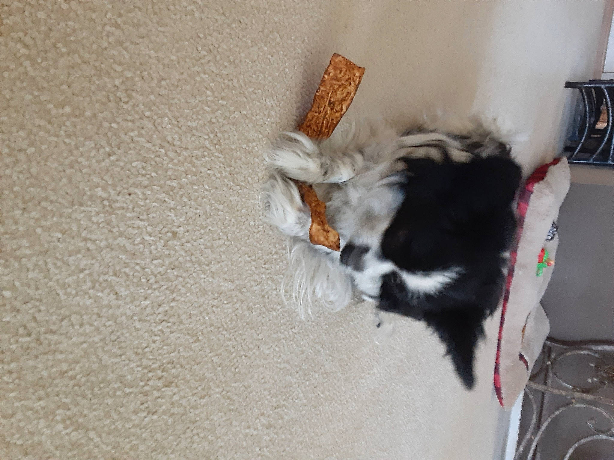 Lucky is registered to the contest to win money with this photo: canidae, carnivore, chair, claw, companion_dog, dog_breed, drawer, felidae, flooring, foot, fur, grey, hardwood, paw, room, small_to_medium_sized_cats, sporting_group, tail, whiskers, wood