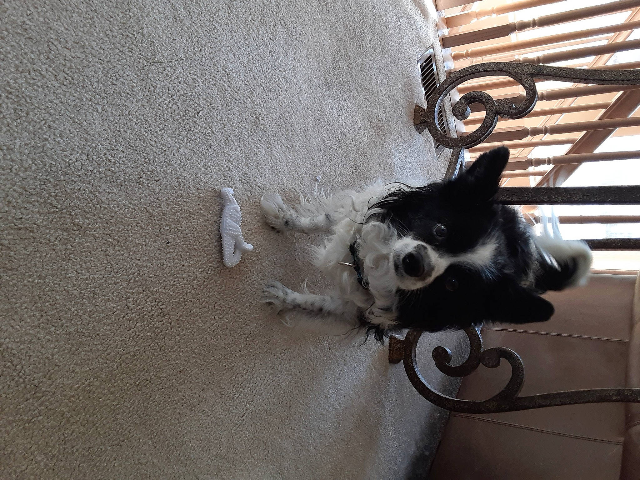 Lucky joined the competition — help win amazing prizes! canidae, carnivore, companion_dog, dog, dog_breed, fashion_accessory, fawn, felidae, fur, grey, linens, metal, paw, pet_supply, small_to_medium_sized_cats, sporting_group, tail, whiskers, wood, working_animal