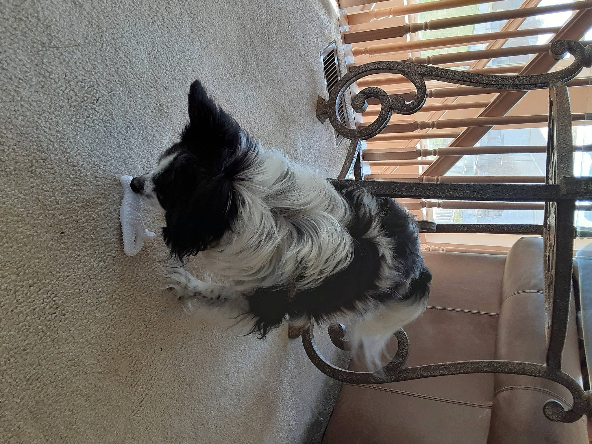 Lucky is registered to the contest to win money with this photo: canidae, carnivore, collar, comfort, companion_dog, dog, dog_breed, dog_collar, dog_supply, fawn, fur, grey, pet_supply, small_terrier, snout, sporting_group, tail, terrier, toy_dog, working_animal