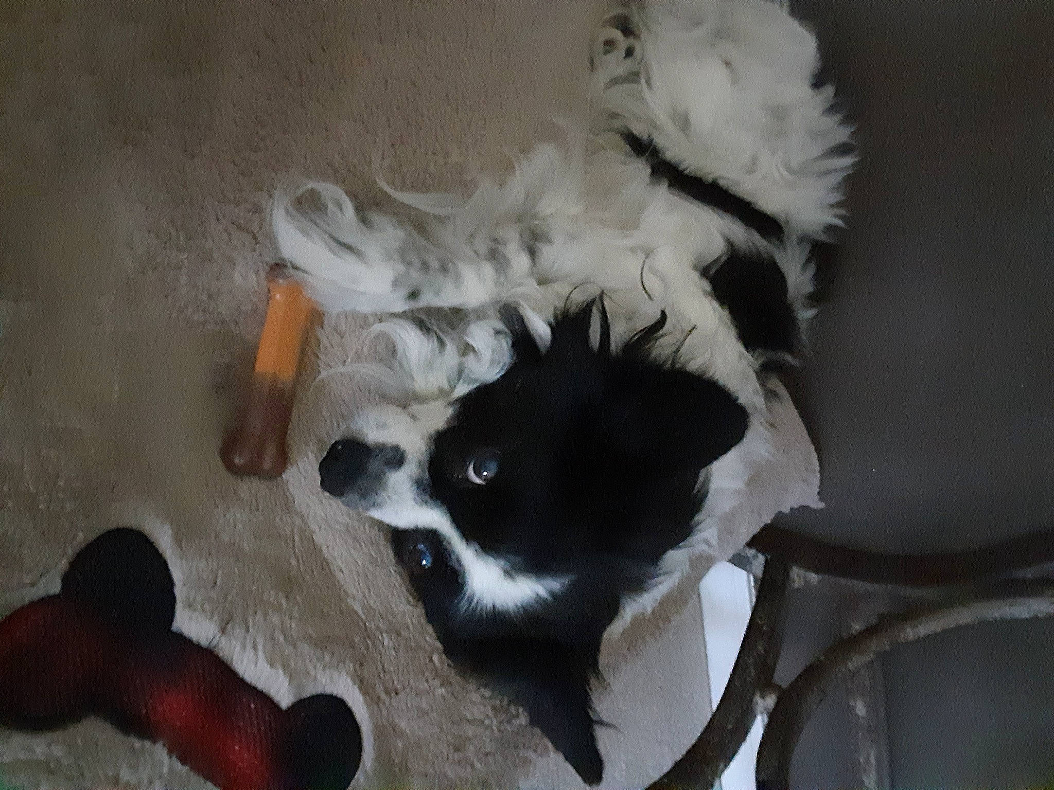 Lucky joined the competition — help win amazing prizes! canidae, carnivore, claw, companion_dog, dog, dog_breed, dog_supply, felidae, flooring, foot, fur, hardwood, non_sporting_group, paw, small_to_medium_sized_cats, snout, sporting_group, tail, whiskers, working_animal