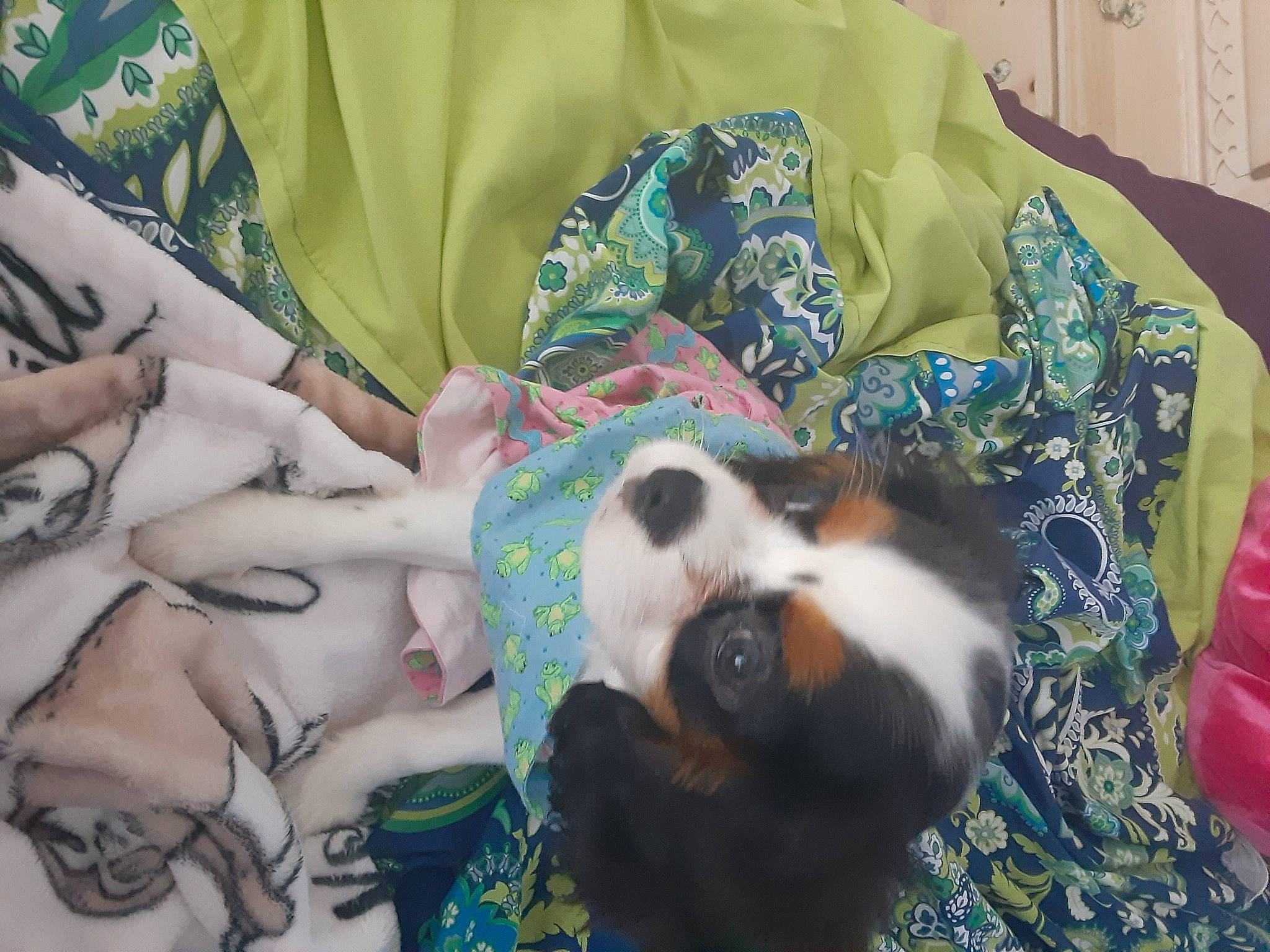 Lucille is registered to the contest to win money with this photo: bedding, canidae, carnivore, comfort, companion_dog, dog, dog_breed, dog_supply, fawn, fur, linens, nap, non_sporting_group, pattern, sleep, snout, sporting_group, textile, toy_dog, visual_arts