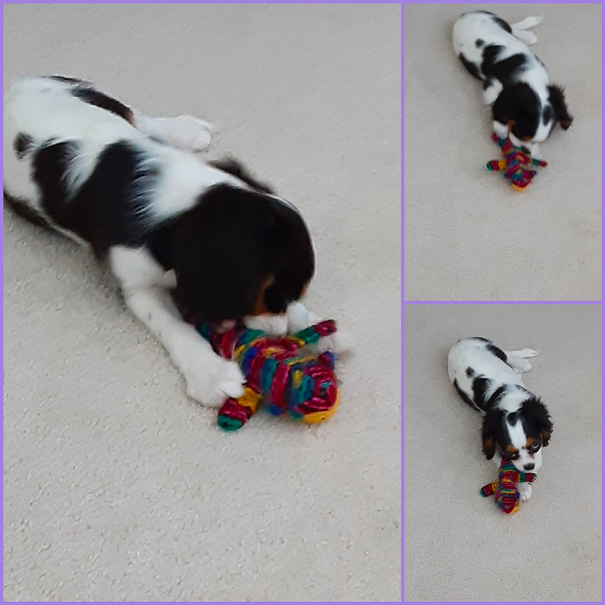 Lucille joined the competition — help win amazing prizes! carnivore, collar, companion_dog, dog, dog_breed, dog_collar, dog_supply, fashion_accessory, font, fur, jewellery, mammal, pattern, paw, pet_supply, sporting_group, tail, vertebrate, white, working_animal