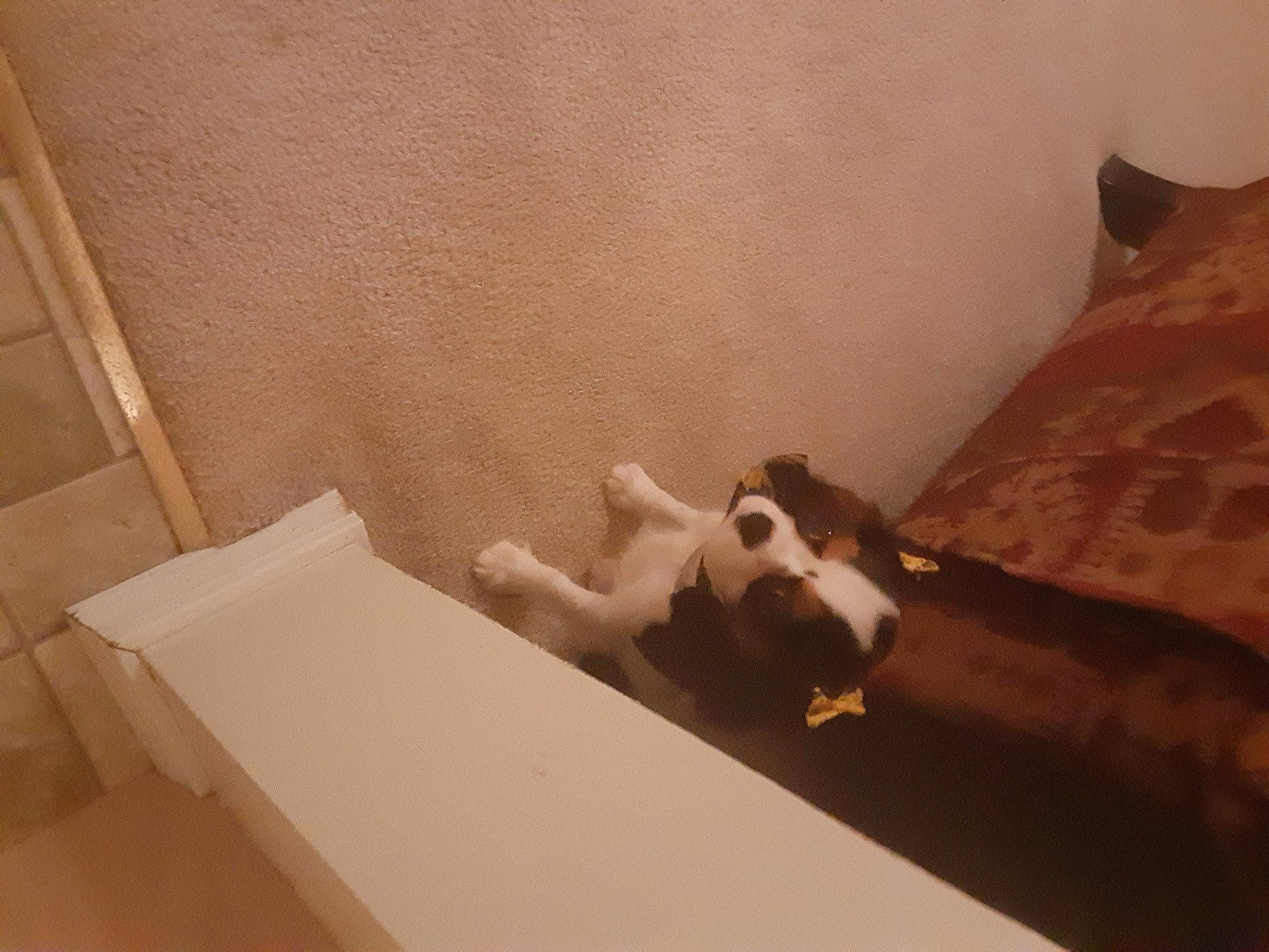 Lucille is registered to the contest to win money with this photo: cardboard, carnivore, comfort, companion_dog, couch, fawn, felidae, flooring, hardwood, linens, pet_supply, plaster, plywood, room, small_to_medium_sized_cats, stairs, tail, tints_and_shades, whiskers, wood