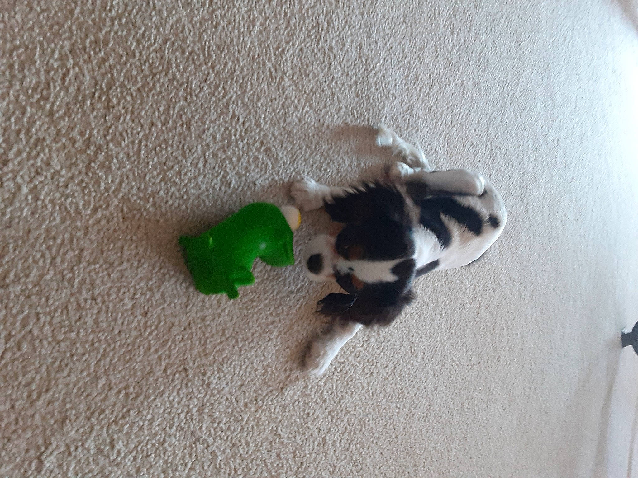 Lucille joined the competition — help win amazing prizes! canidae, carnivore, cat, claw, dog_breed, fashion_accessory, fawn, felidae, flooring, foot, hardwood, paw, shadow, small_to_medium_sized_cats, snout, sporting_group, tail, toy, whiskers, wood