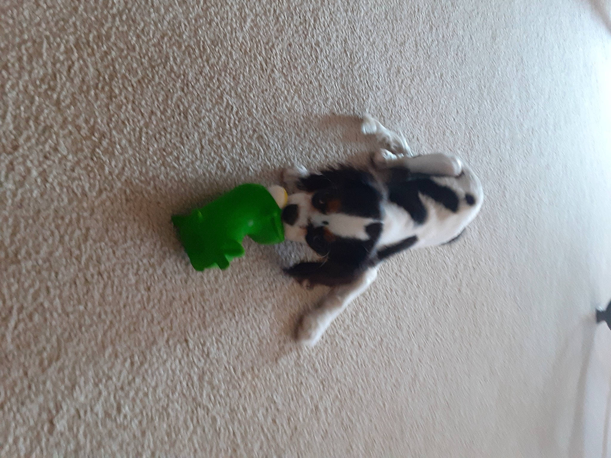 Lucille joined the competition — help win amazing prizes! art, canidae, carnivore, cat, claw, felidae, flooring, foot, hardwood, paw, shadow, small_to_medium_sized_cats, tail, terrestrial_animal, wood