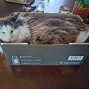 Einstein joined the competition — help win amazing prizes! cat, fluffy, cardboard_box, table, sleepy, pet, indoor, fur, domestic_animal, relaxed, container, wooden_surface, potted_plant, keys, water_bottle, barcode, houseplant, closeup, cute, resting