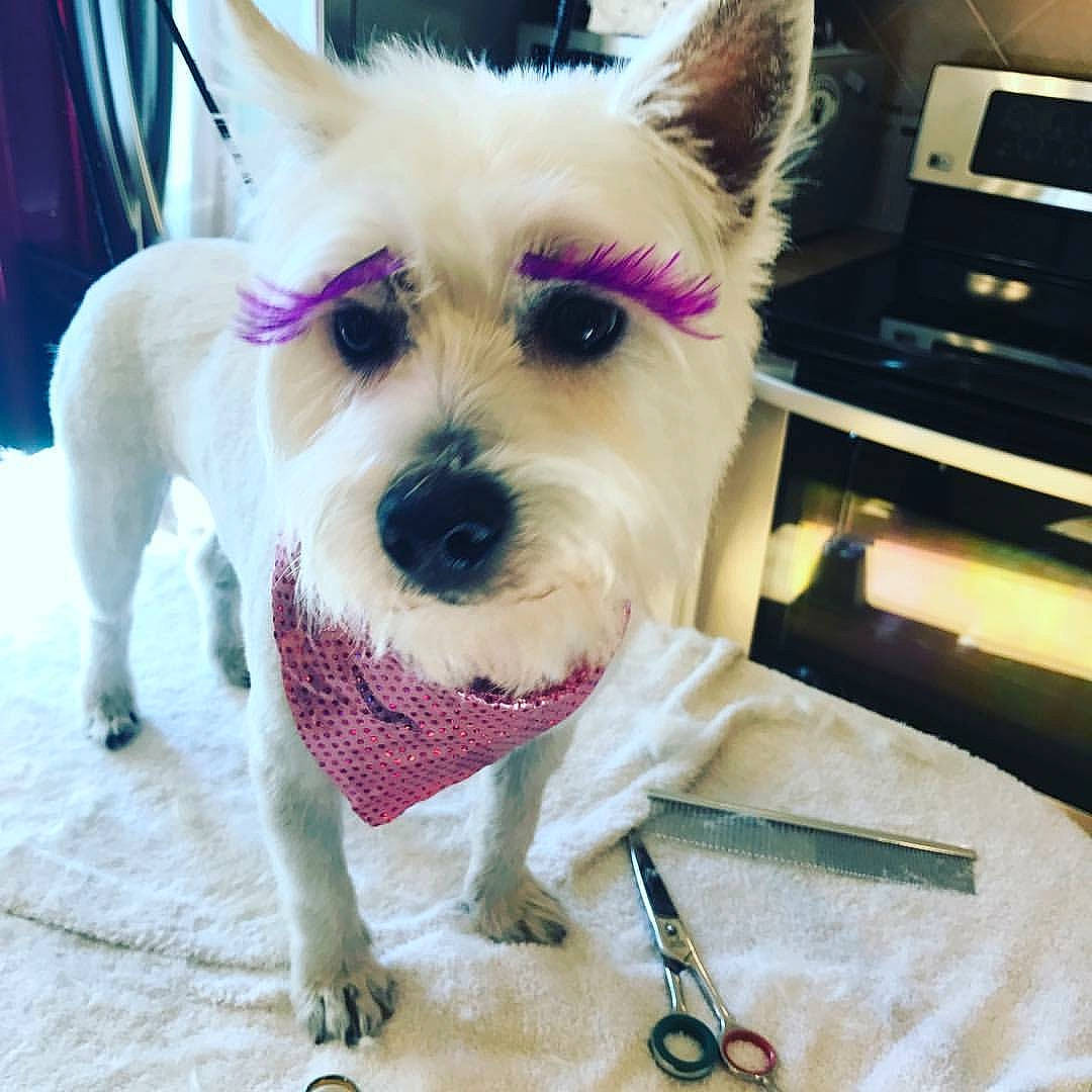 Twinkle joined the competition — help win amazing prizes! carnivore, collar, companion_dog, computer_keyboard, dog, dog_breed, dog_clothes, dog_collar, dog_supply, fashion_accessory, fawn, fur, home_appliance, party_hat, small_terrier, snout, sporting_group, terrier, toy_dog, working_animal