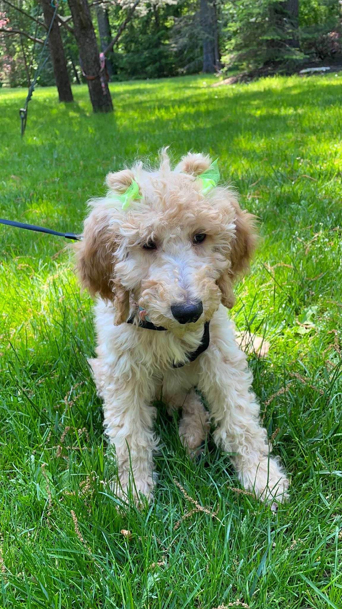 Daisy