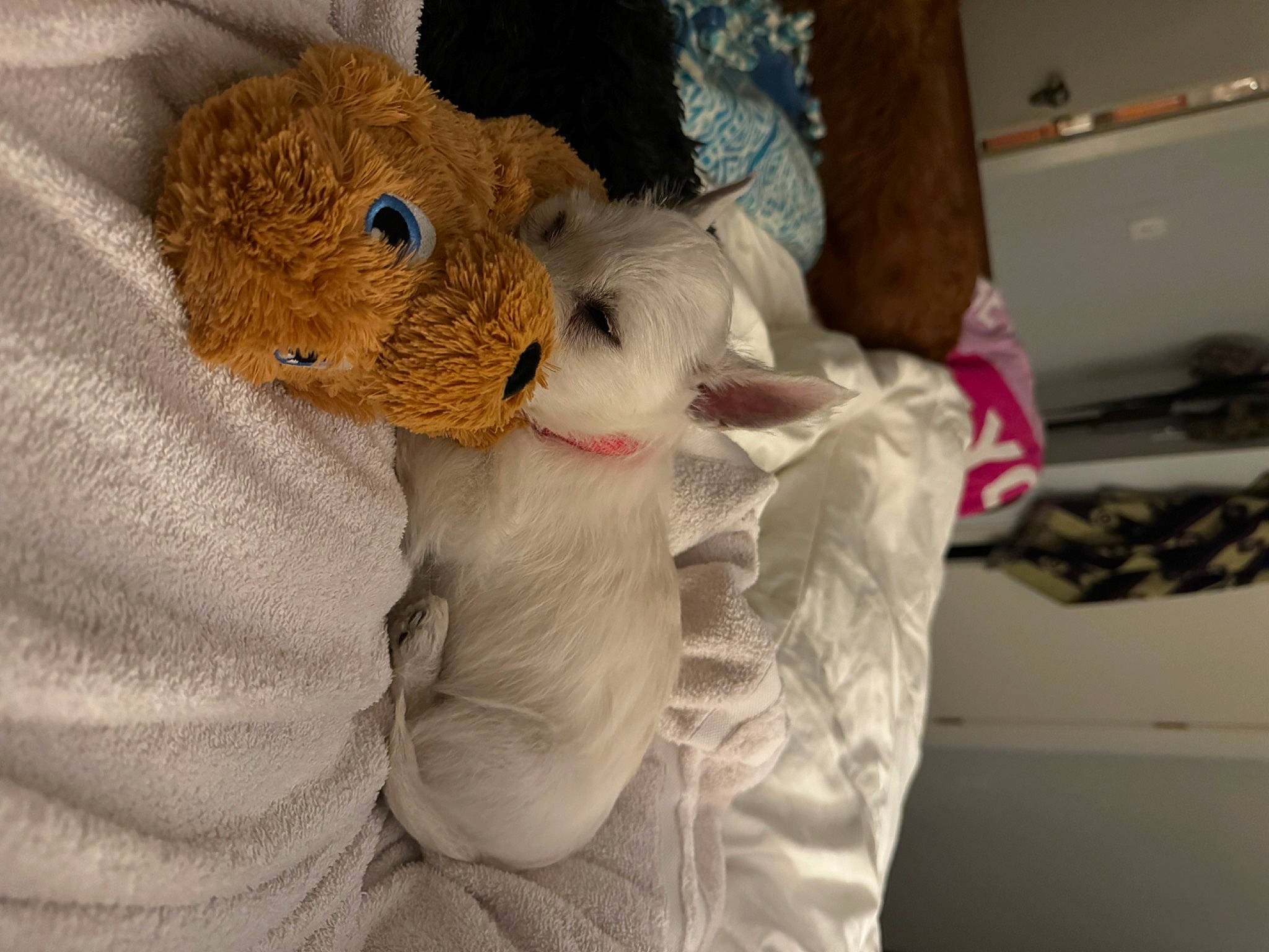 Nova