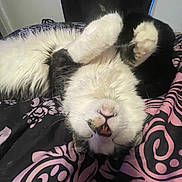 Jack Harkness is registered to the contest to win money with this photo: bed, black_and_white, blanket, cat, close_up, cozy, domestic_cat, feline, fur, indoor, nose, patterned_bedspread, paw, pet, portrait, relaxed, sleeping, teeth, upside_down, whiskers
