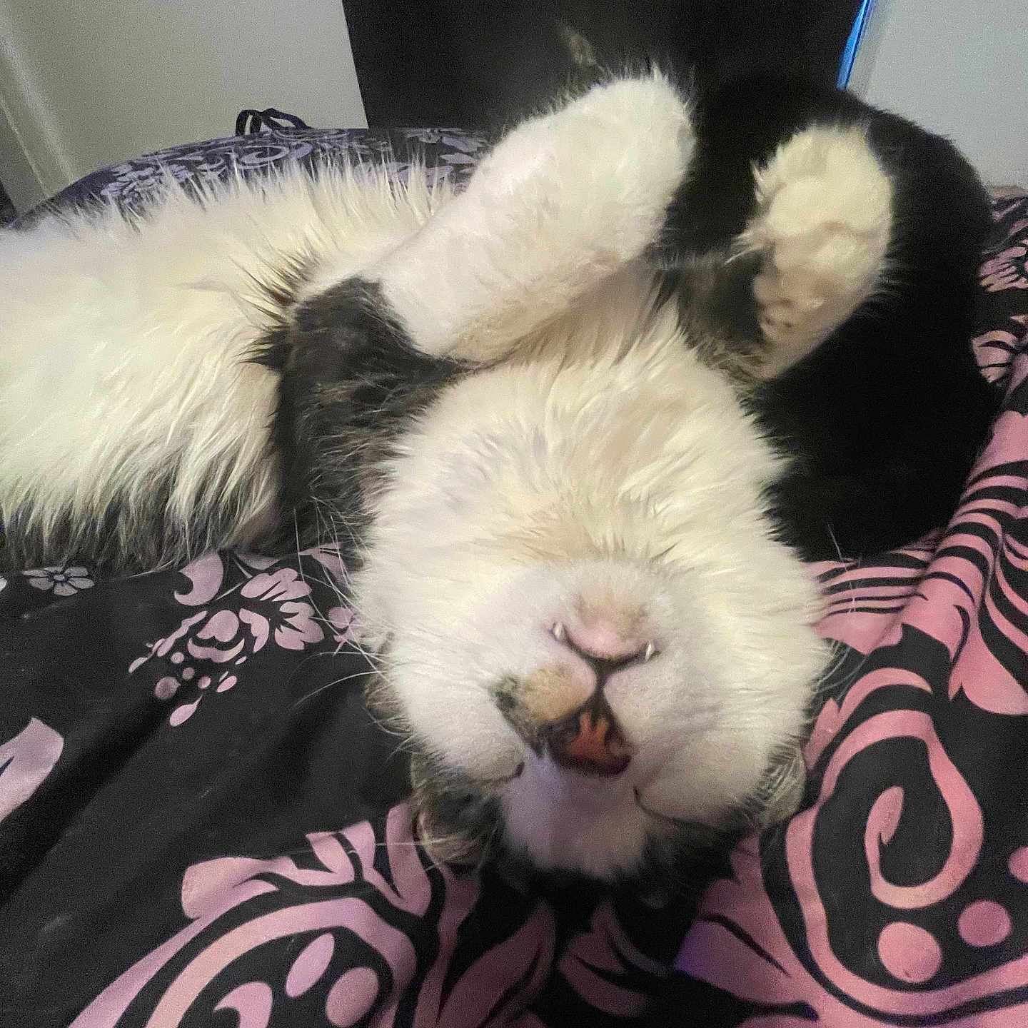 Jack Harkness is registered to the contest to win money with this photo: bed, black_and_white, blanket, cat, close_up, cozy, domestic_cat, feline, fur, indoor, nose, patterned_bedspread, paw, pet, portrait, relaxed, sleeping, teeth, upside_down, whiskers