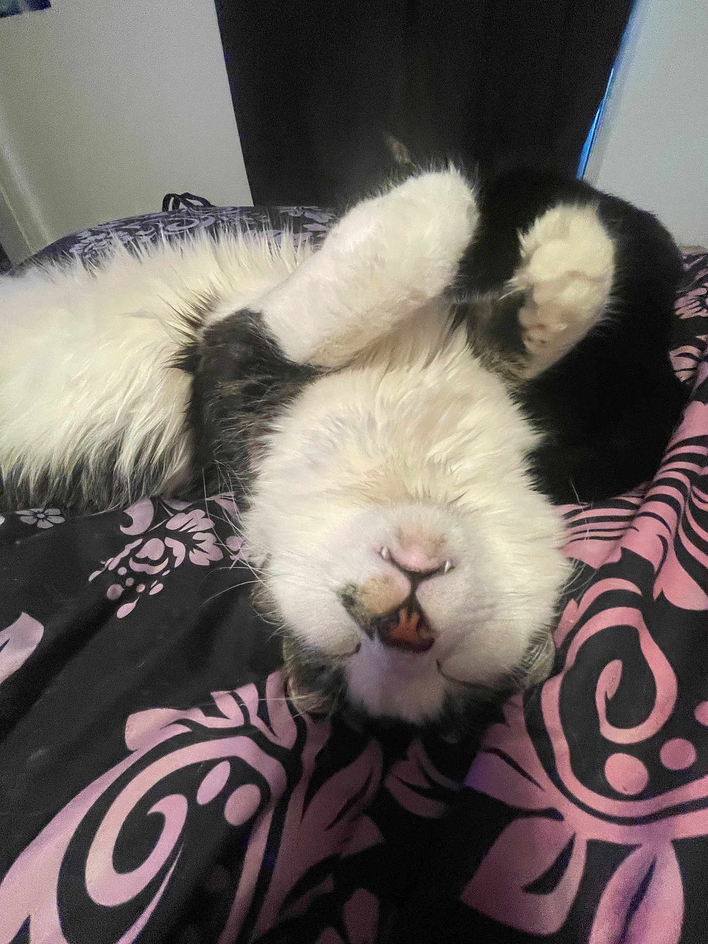 Jack Harkness is registered to the contest to win money with this photo: bed, black_and_white, blanket, cat, close_up, cozy, domestic_cat, feline, fur, indoor, nose, patterned_bedspread, paw, pet, portrait, relaxed, sleeping, teeth, upside_down, whiskers