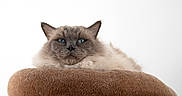 Osiris a rejoint le concours — aidez-le/la à gagner de superbes lots ! animal, blue_eyes, brown, cat, close_up, cushion, cute, ears, feline, fluffy, fur, indoor, looking_at_camera, pet, portrait, relaxed, resting, soft, whiskers, white_background