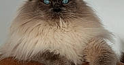 Osiris participe au concours pour gagner de l'argent avec cette photo : cat, fluffy, blue_eyes, feline, pet, indoor, relaxed, perch, cat_tree, fur, animal, mammal, whiskers, claws, cute, domestic, resting, portrait, closeup, cozy