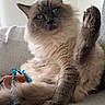 cat, blue_eyes, fluffy, pet, indoor, couch, toy, paw, relaxed, feline, fur, whiskers, sitting, cute, domestic_animal, animal, cozy, home, playful, raised_paw