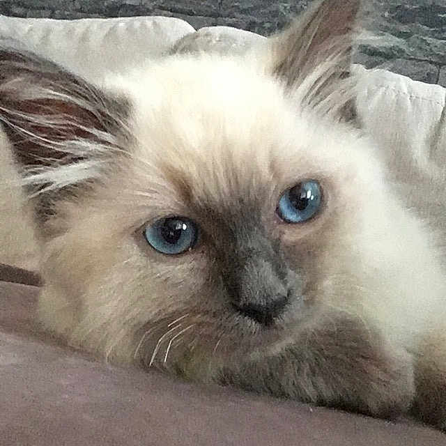Osiris