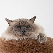 Osiris a rejoint le concours — aidez-le/la à gagner de superbes lots ! cat, fluffy, gray, blue_eyes, pet, animal, feline, resting, cushion, soft, indoor, cute, relaxed, portrait, whiskers, ears, paws, closeup, mammal, home