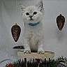 Oria participe au concours pour gagner de l'argent avec cette photo : kitten, cat, white_cat, blue_collar, wooden_stool, pine_cones, hanging_pine_cones, greenery, festive, indoor, curious, pet, animal, small, cute, fluffy, portrait, looking, studio, background