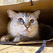 Oria participe au concours pour gagner de l'argent avec cette photo : cat, blue_eyes, cardboard_box, fur, pet, indoor, cozy, curious, whiskers, ears, floor, domestic_animal, animal, close_up, resting, cute, feline, portrait, natural_light, home
